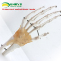 JOINT04 (12350) Medical Anatomy Life-Size Hand Joint with Ligaments Human Anatomical Models , Education Models